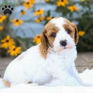 Conner F1B, Cavapoo Puppy